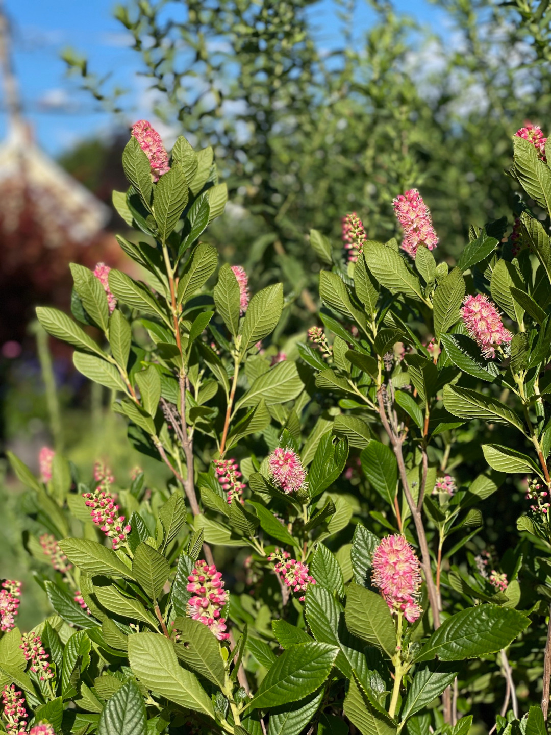 close up of summersweet with pink flowers