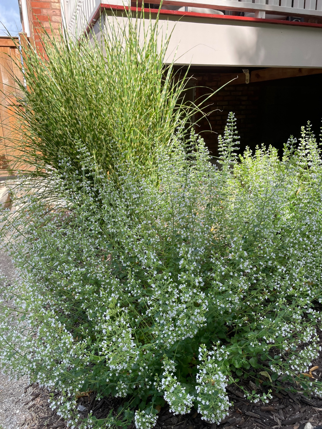 close up of calamint with ornamental grass behind