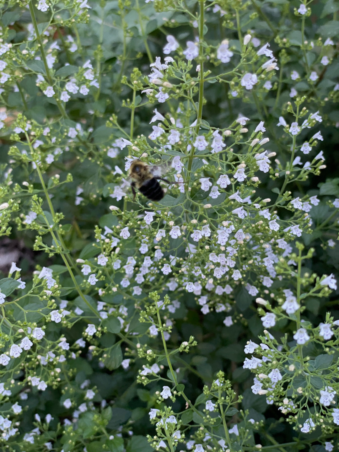 close up of tiny calamint flowers