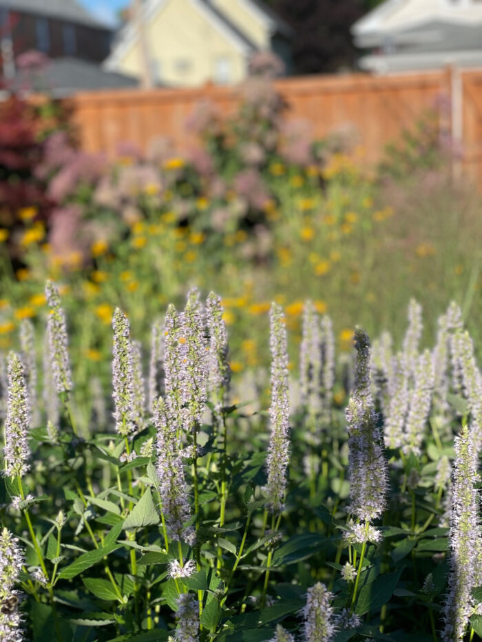 close up of light purple agastache