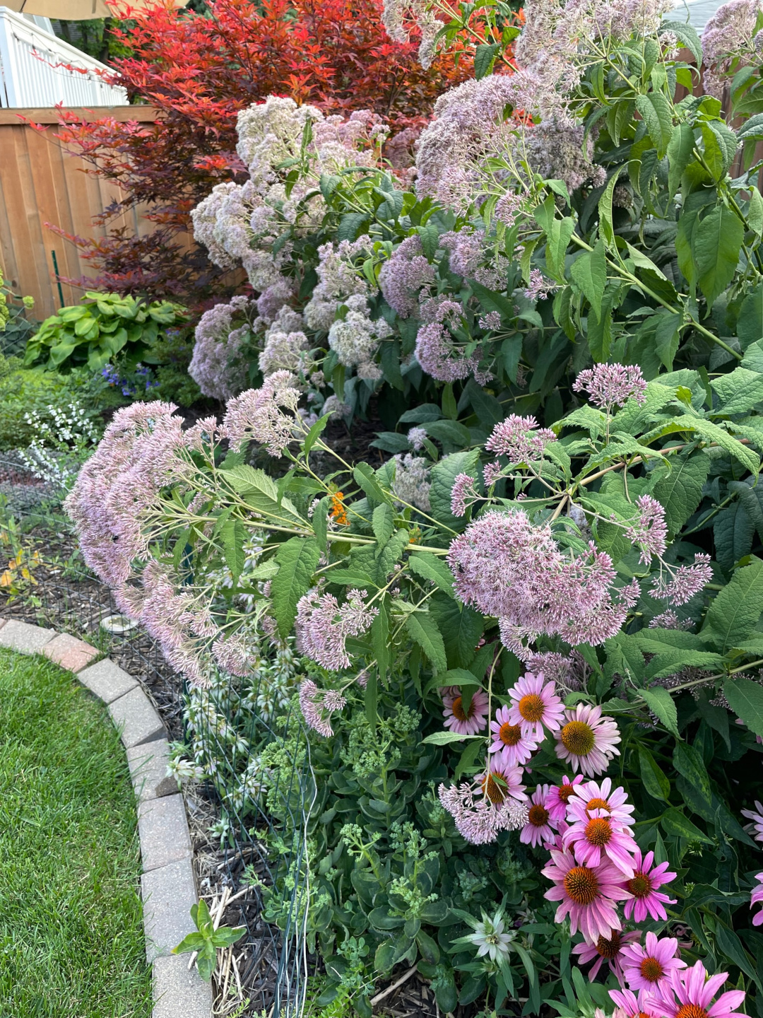 border along a fence with pink flowers and colorful foliage