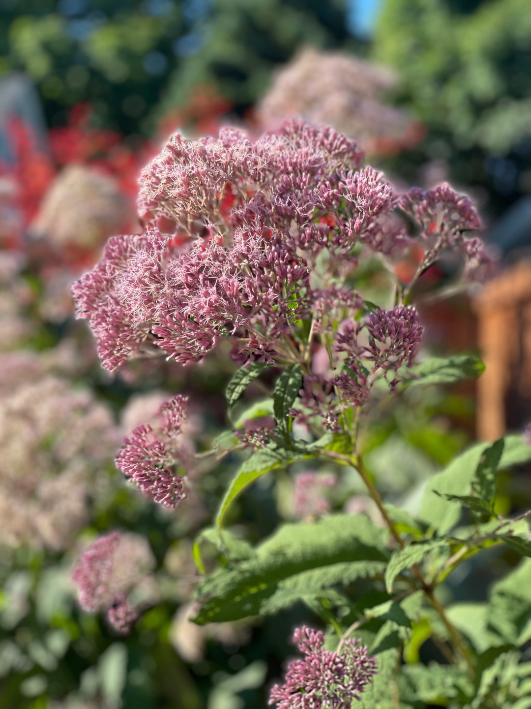 close up of light pink Joe-pye weed flower