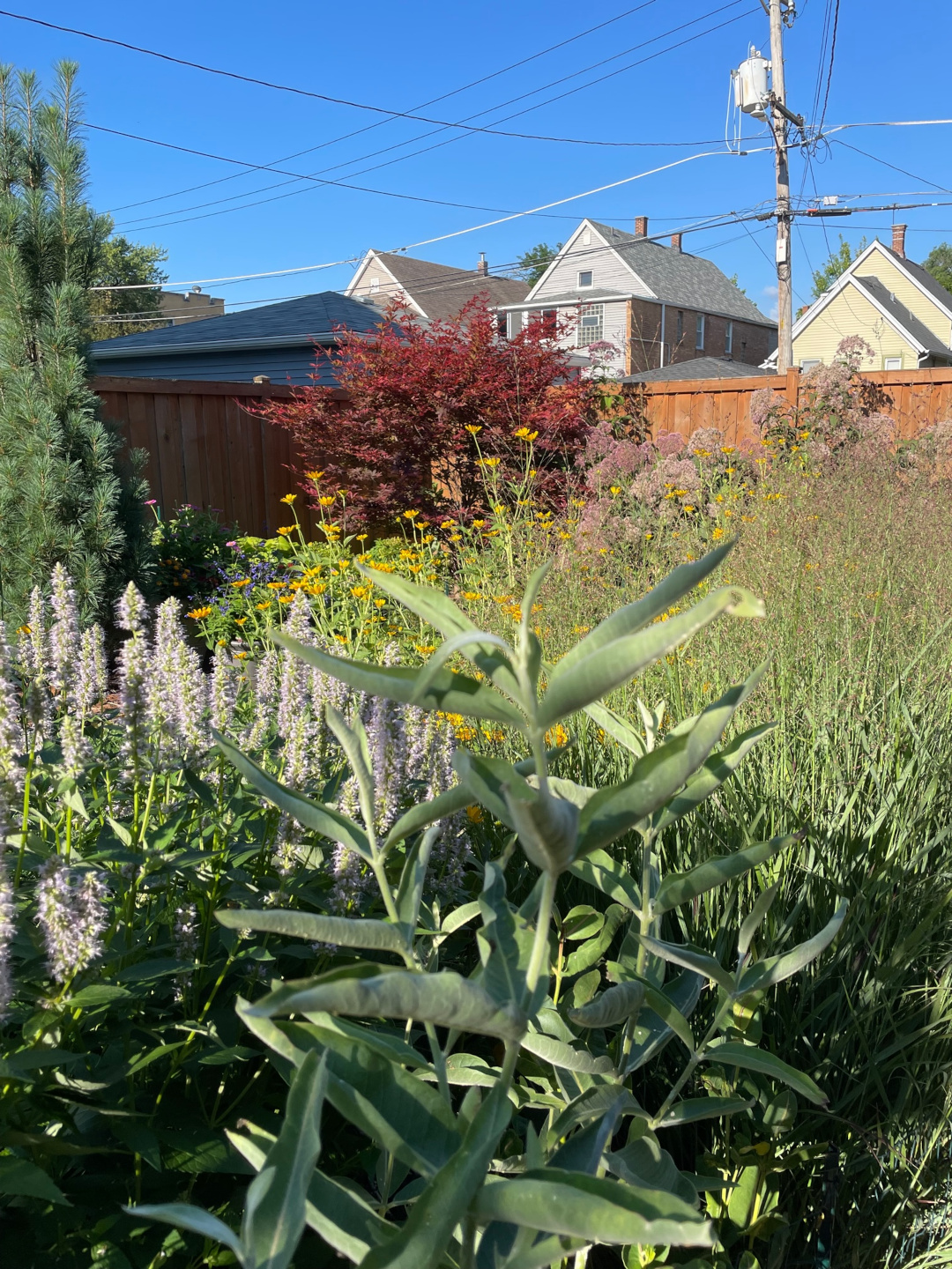 dense planting of pollinator plants