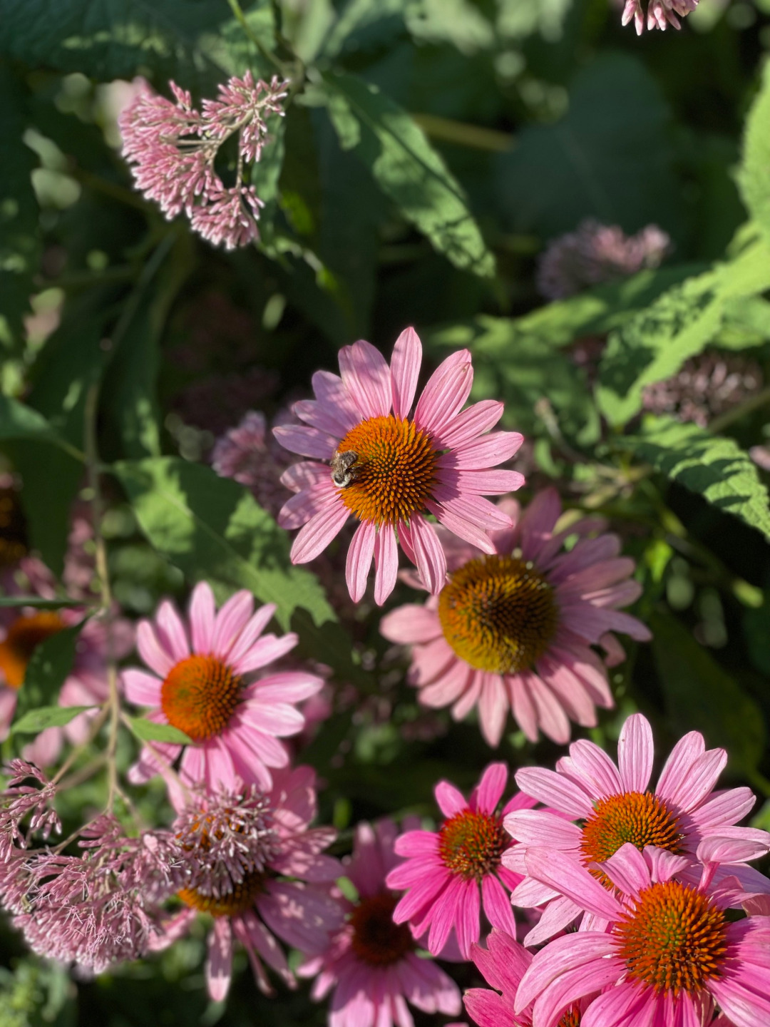 close up of pink coneflowers