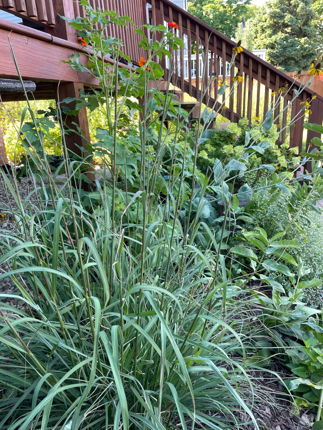 close up of an ornamental grass with other plants behind