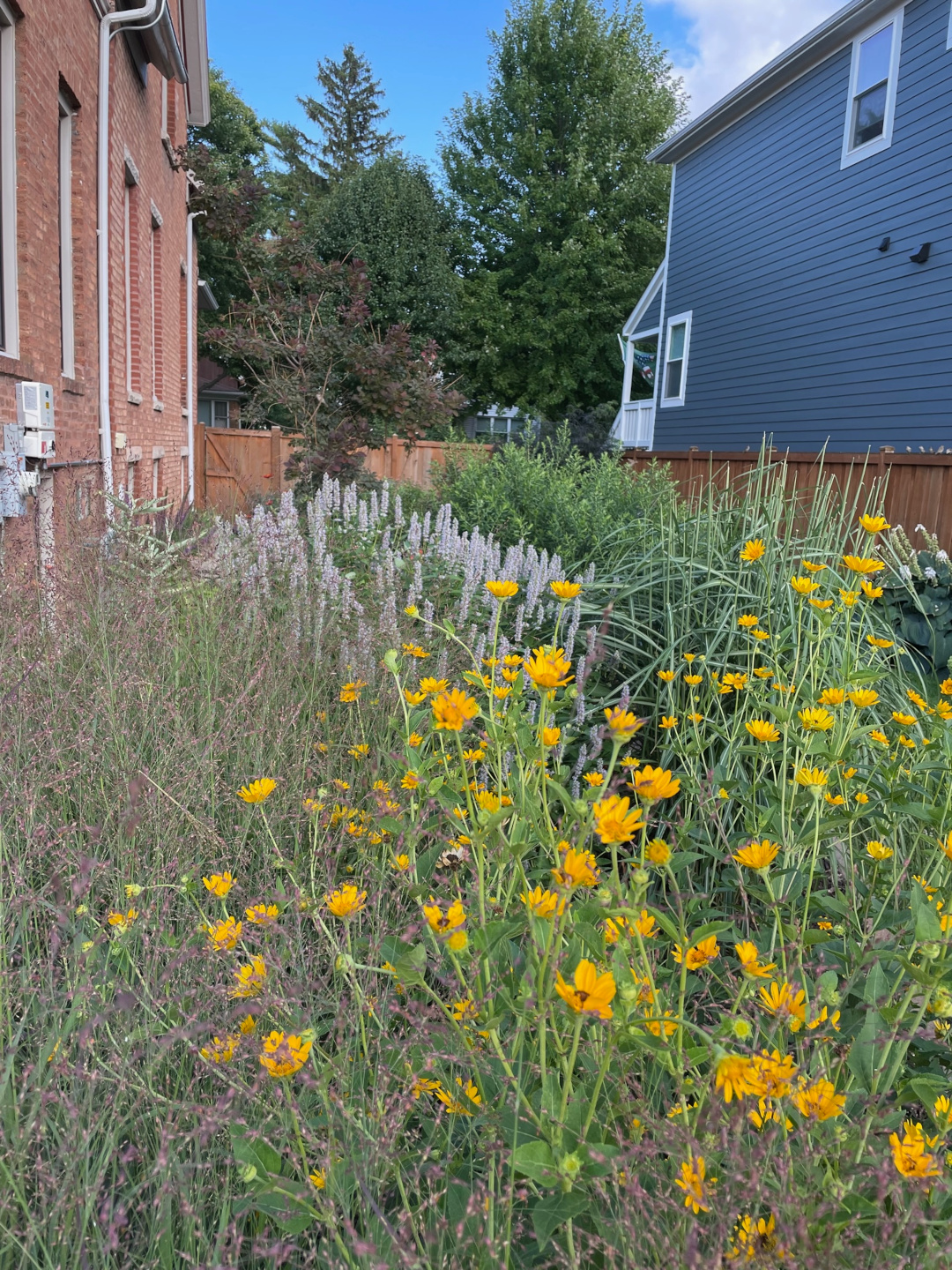 space on side of house filled with plants and flowers