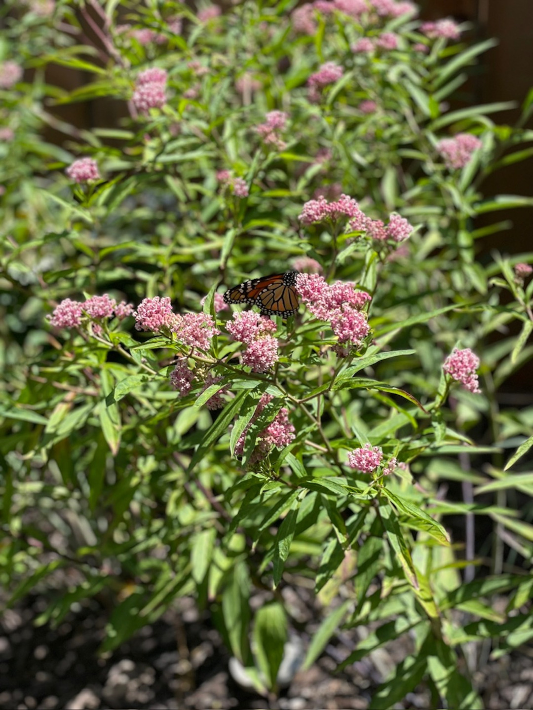 close up of swamp milkweed