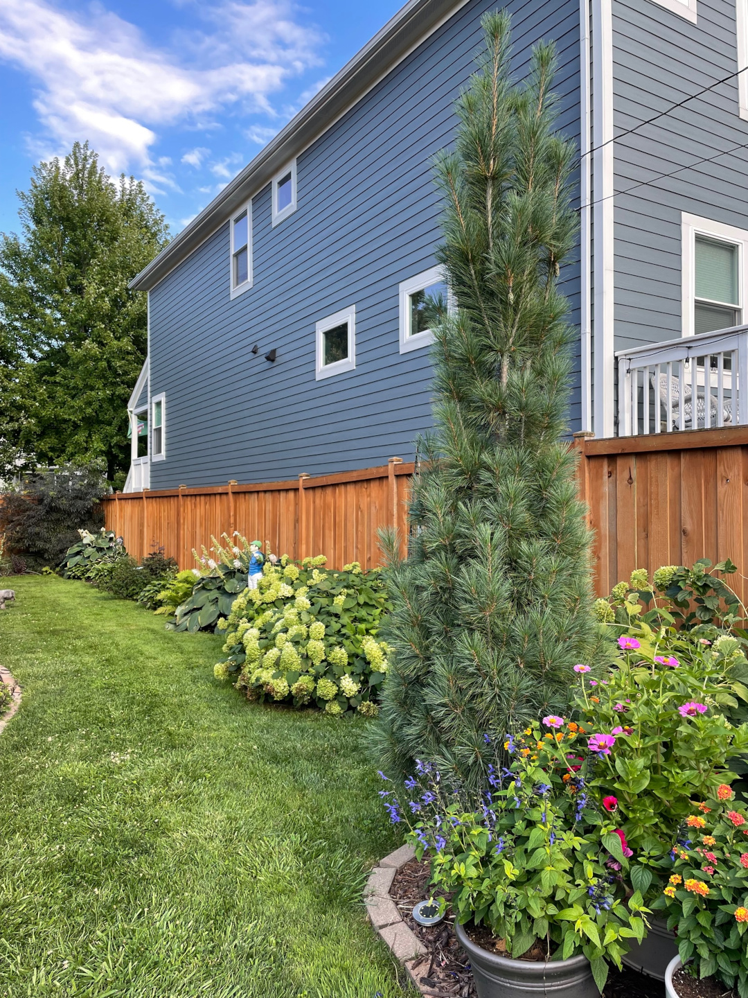 garden border along a fence with a skinny conifer and various perennials