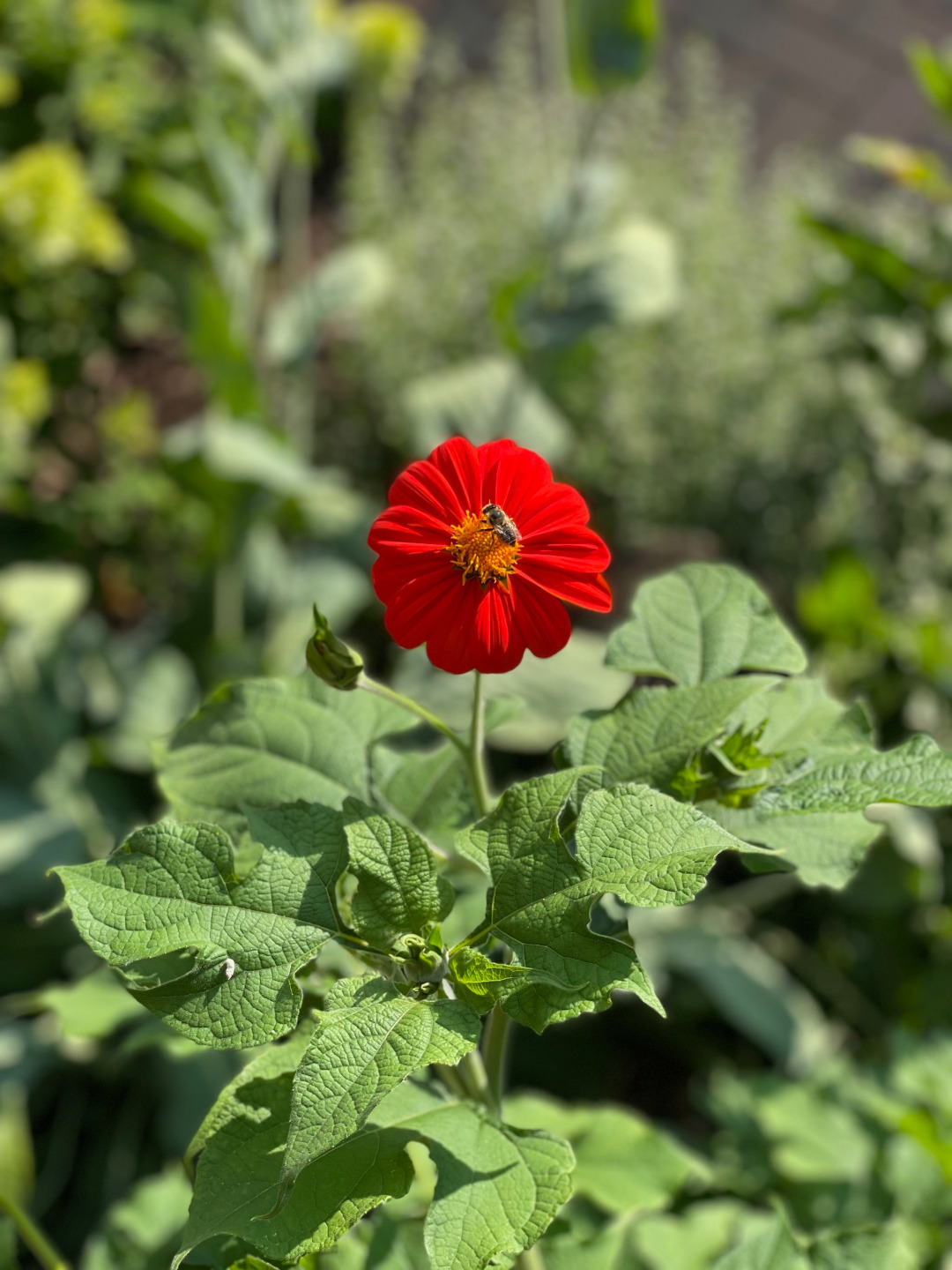 close up of a red Mexican sunflower