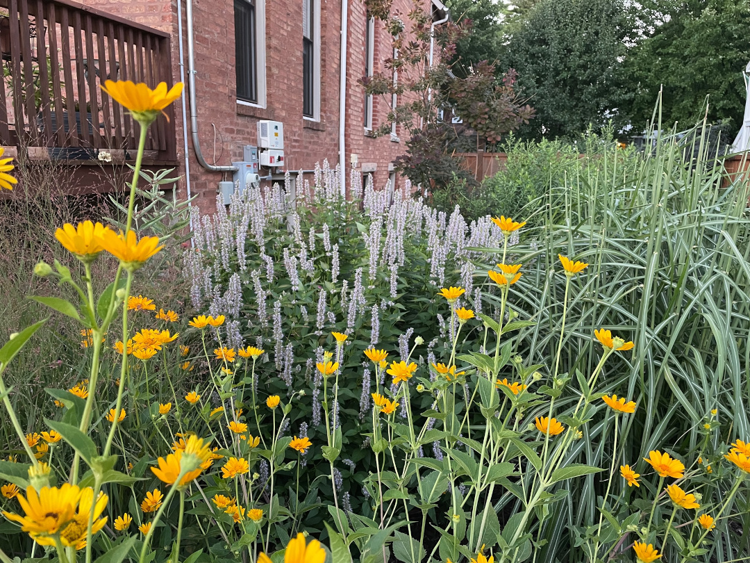 close up of yellow and purple flowers in the garden