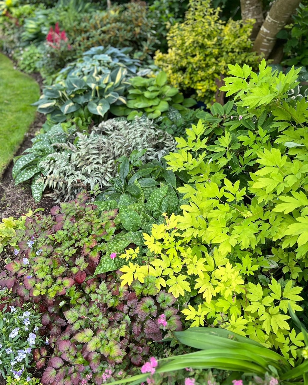 close up of garden bed with vastly diverse foliage