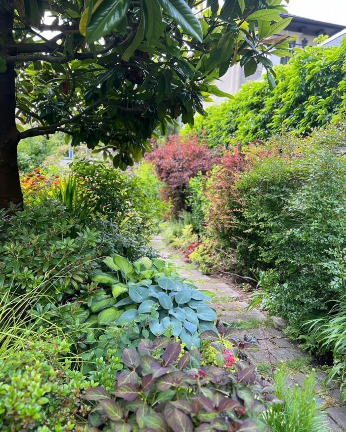 garden path cutting through lush shade plantings