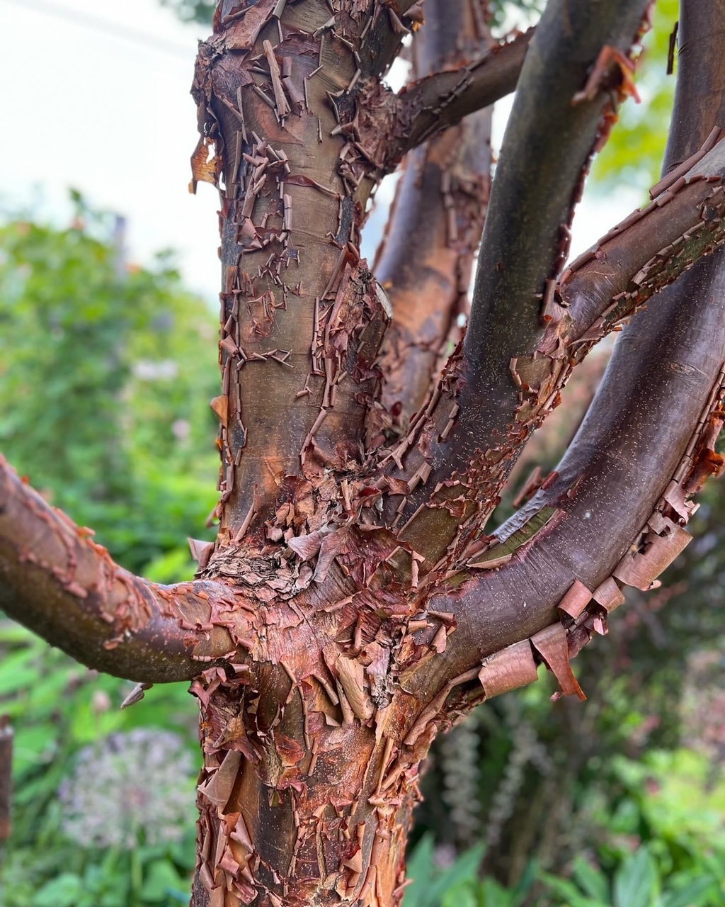 close up of paperbark maple tree