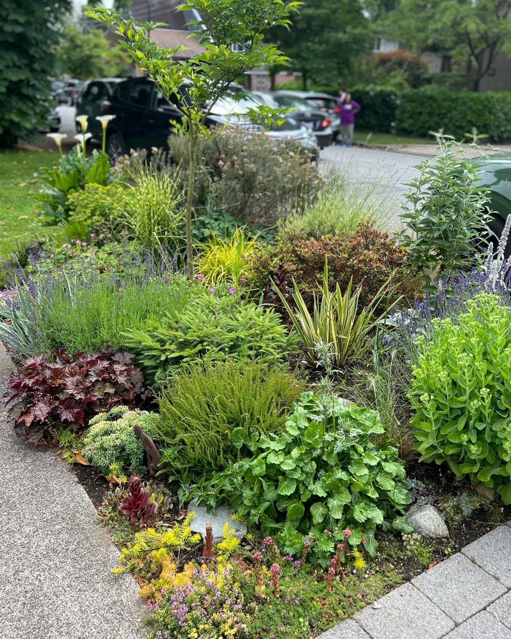 roadside garden bed planted with lush foliage plants