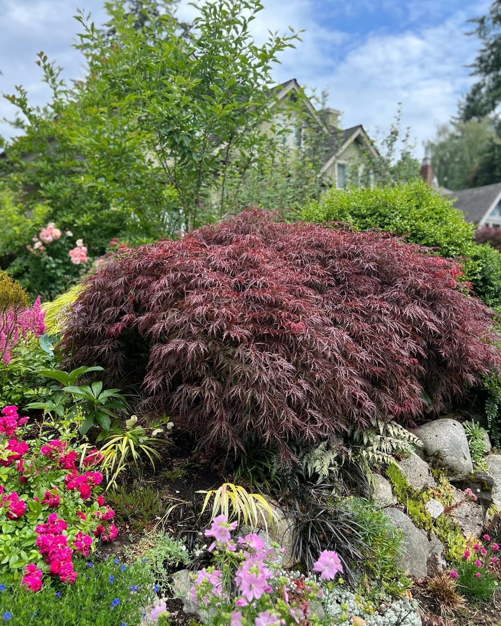 Japanese maple with deep red foliage in the middle of a floral garden bed