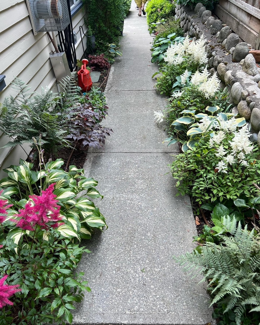 narrow strip on side of house with concrete path and various plants