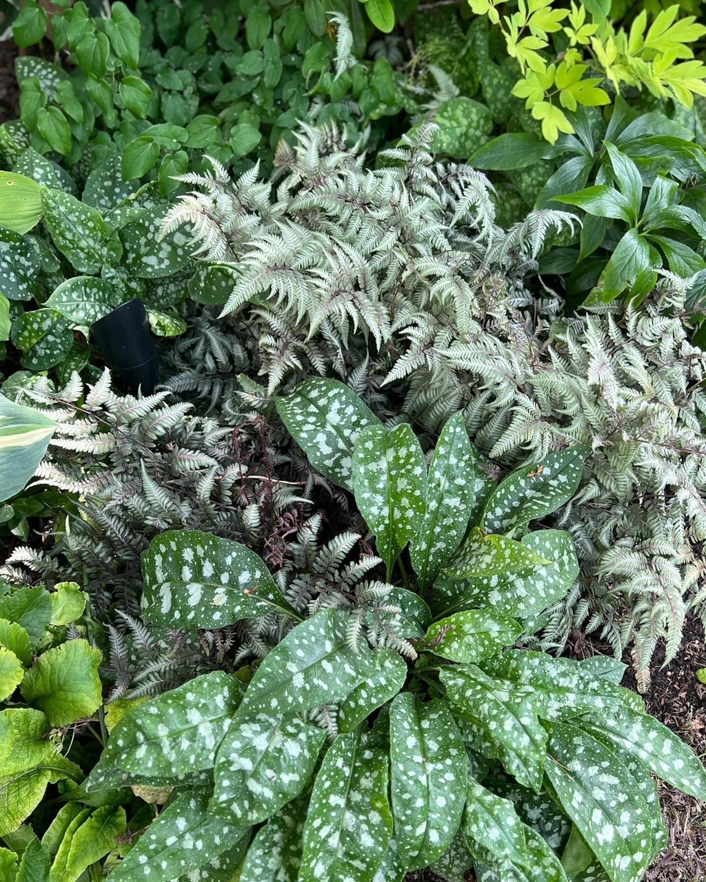 close up of foliage plants in various shapes and textures