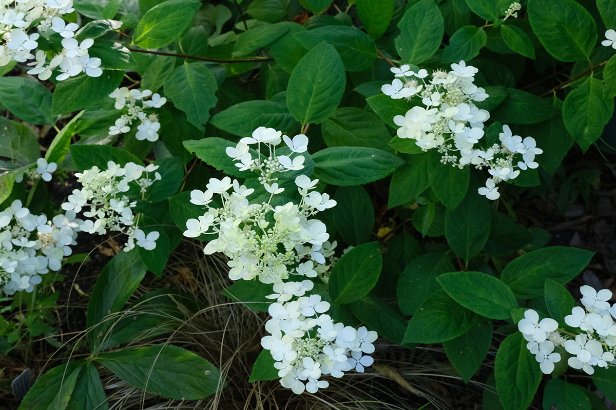 Bobo panicle hydrangea