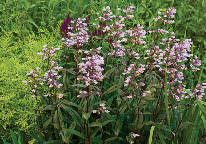 Penstemon ‘Dark Towers’