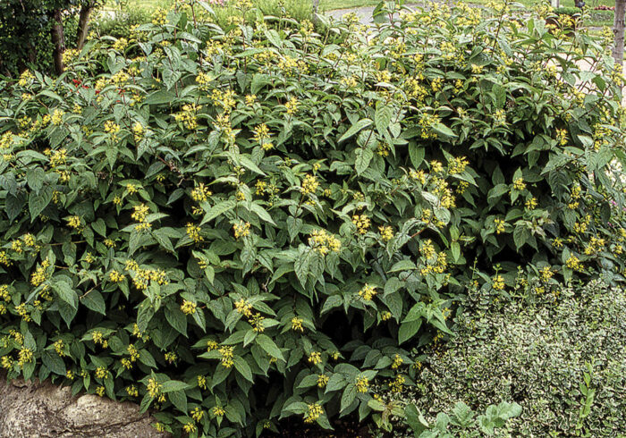 Northern bush honeysuckle