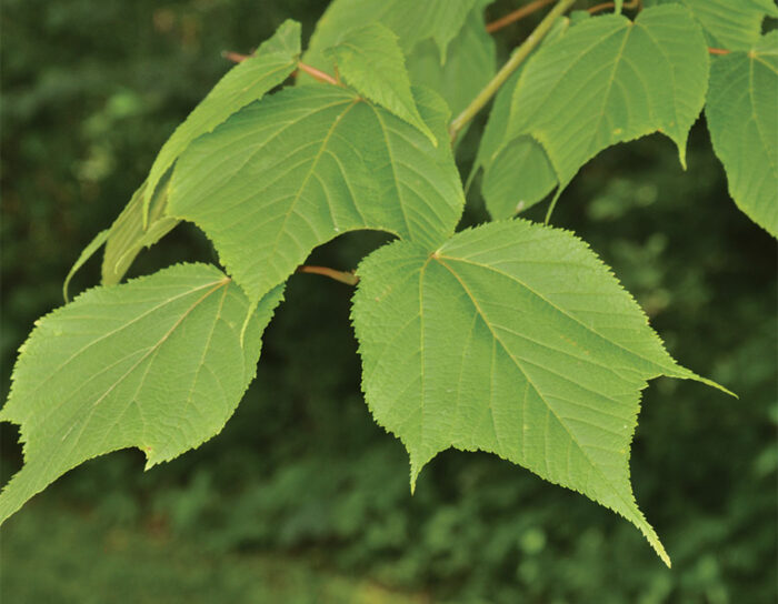 Plants That Are Easy to Grow Even in Challenging Conditions - Fine ...