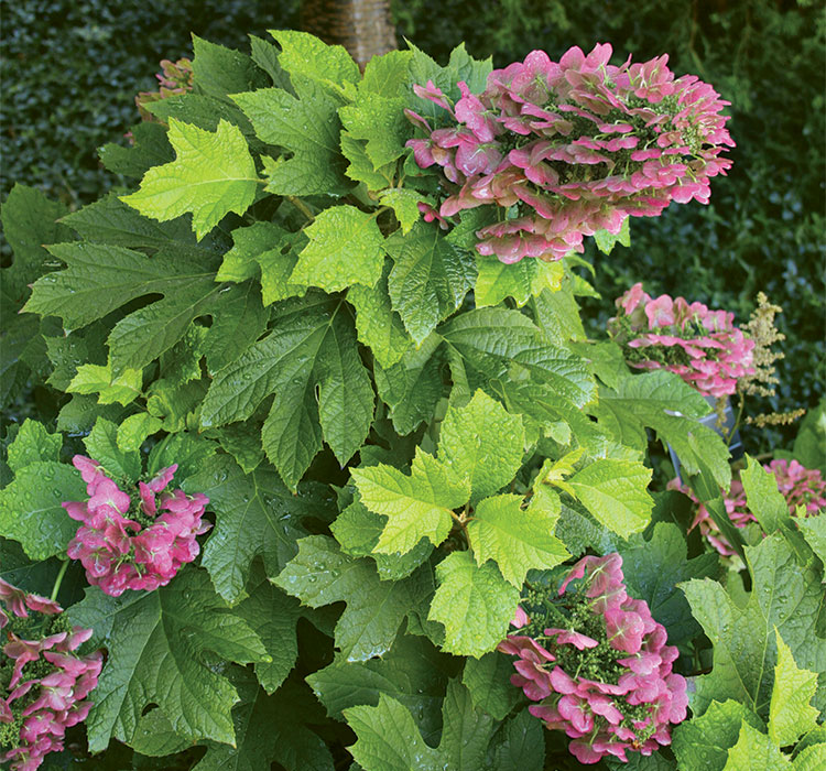 Plants That Are Easy to Grow Even in Challenging Conditions - FineGardening