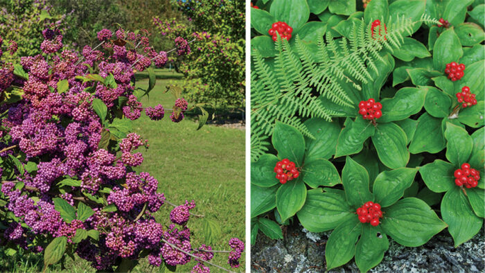 Berry-Producing Plants