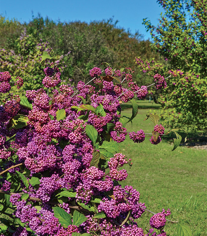 ‘Heavy Berry’ beautyberry