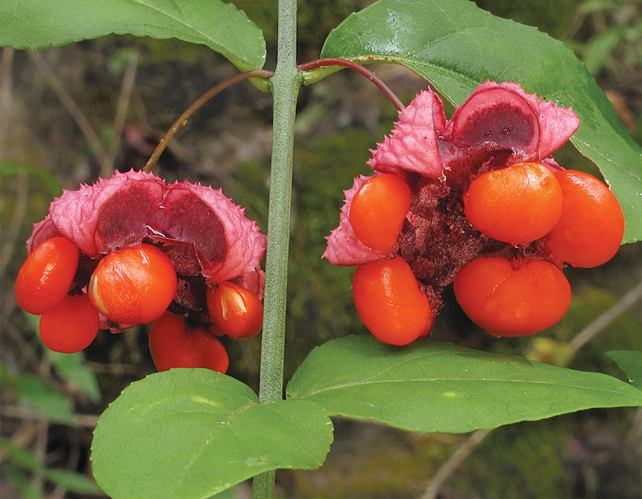 What are the beautiful red berries by the side of the road