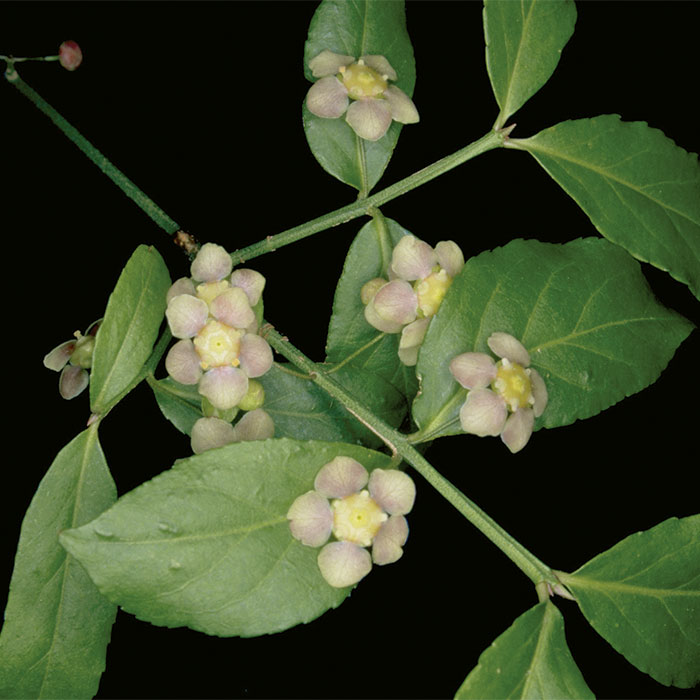 strawberry bush flowers