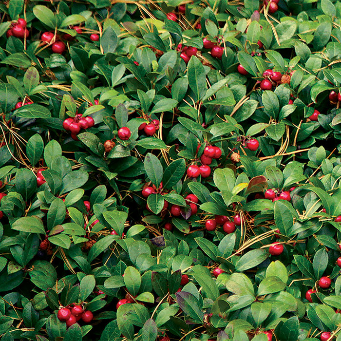 What are the beautiful red berries by the side of the road