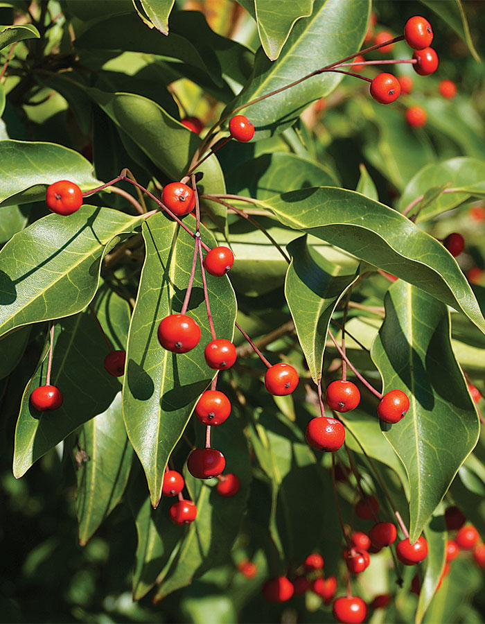 dangling berries of longstalk holly