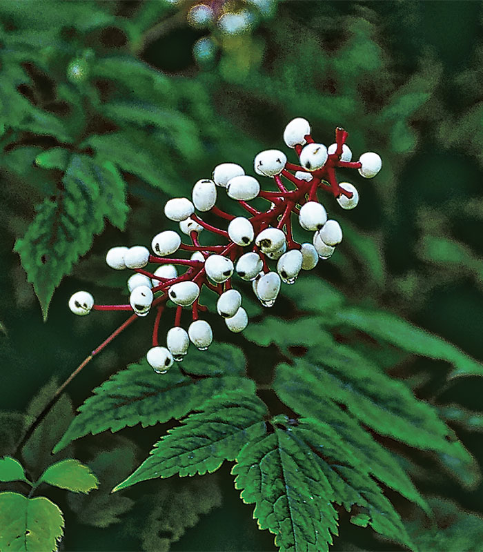 white baneberry