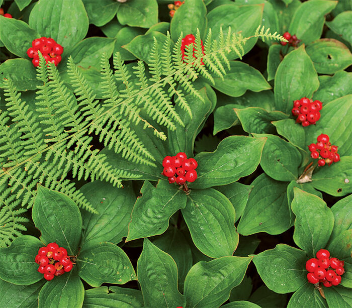 red fruit of bunchberry