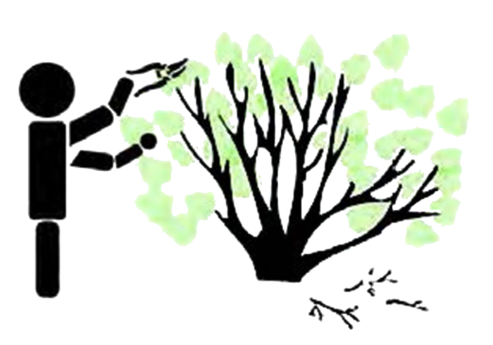 illustration of cutting tree leaves