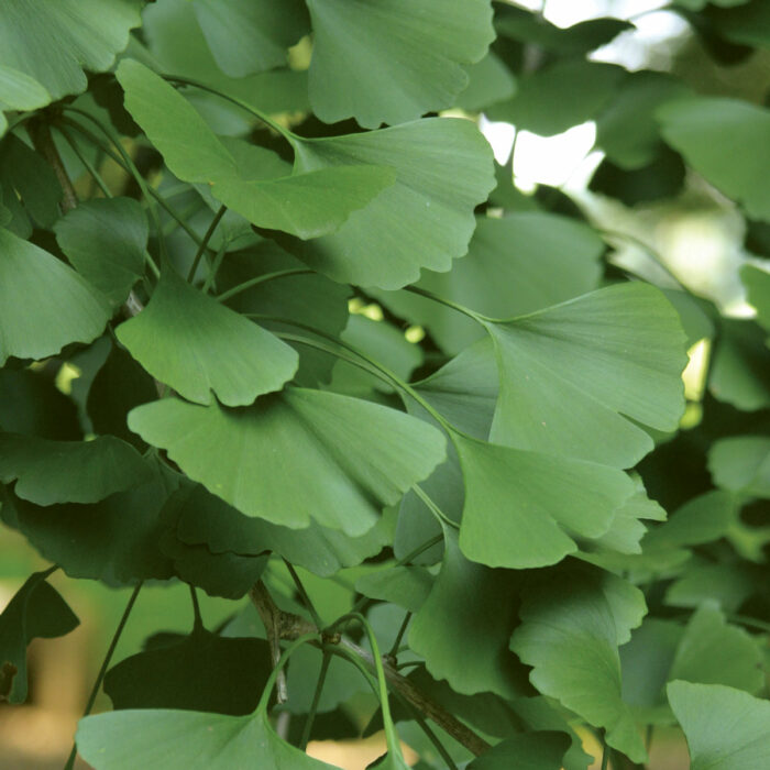 Gingko foliage