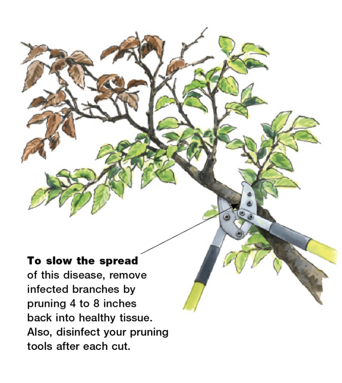 How to Treat Verticillium Wilt Fine Gardening