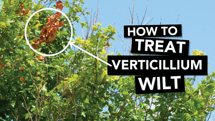 How to Treat Verticillium Wilt