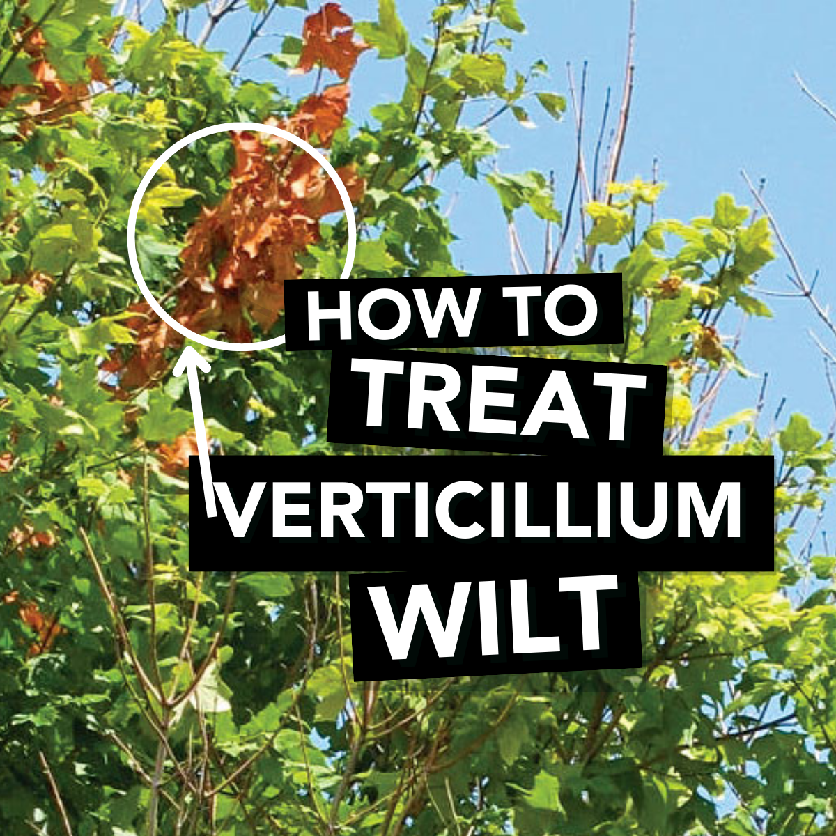 Plants Resistant To Verticillium Wilt - Fine Gardening