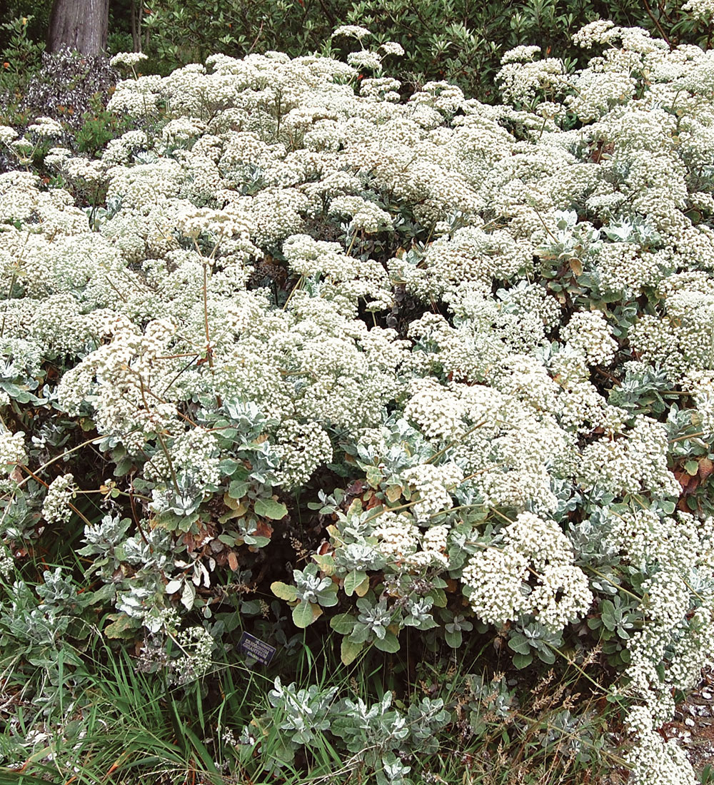 Saint Catherine’s lace