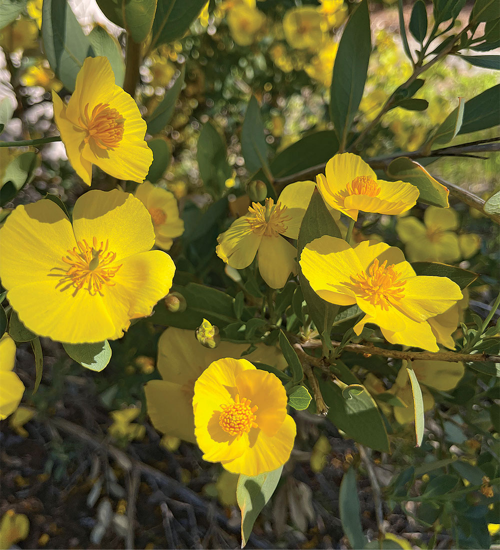 Bush poppy