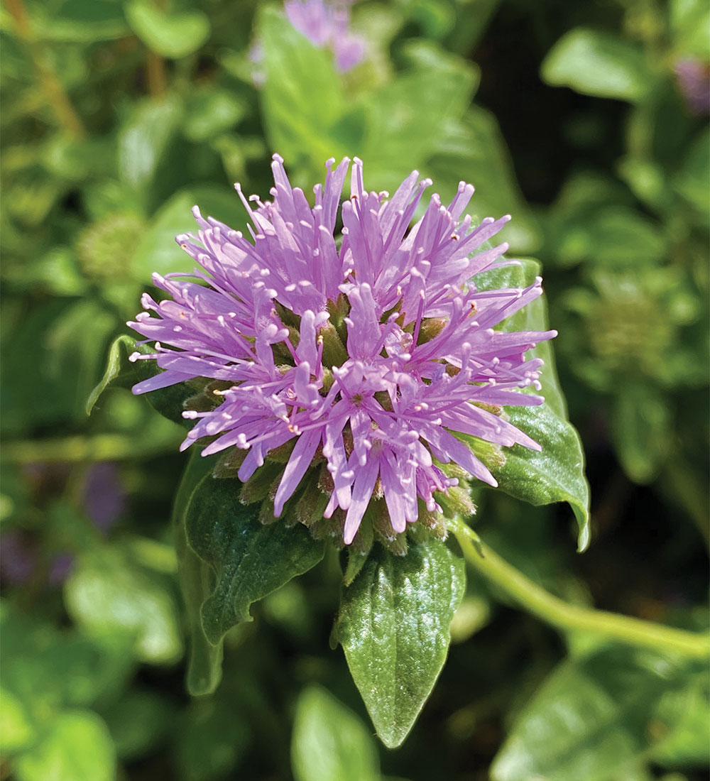 ‘Russian River’ coyote mint