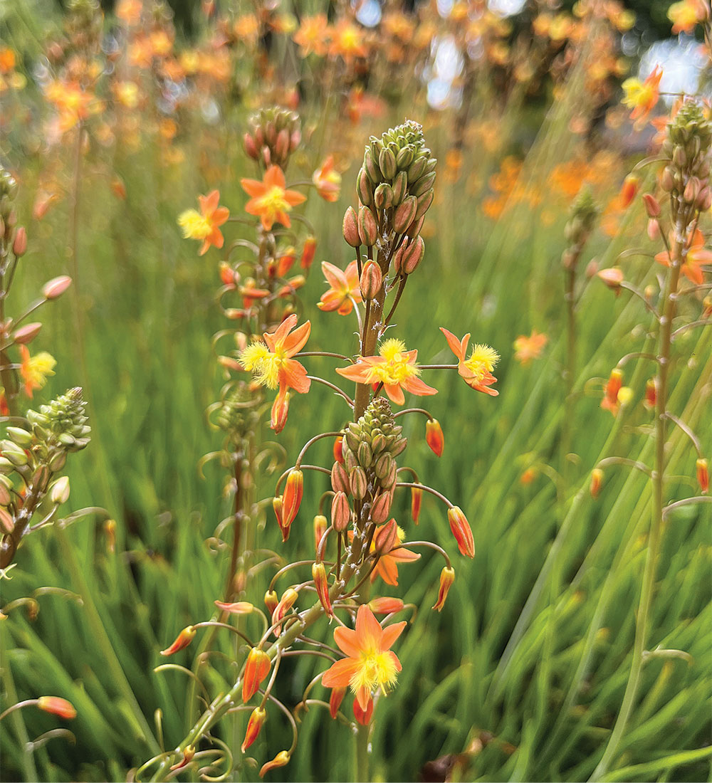 ‘Hallmark’ orange stalked bulbine 