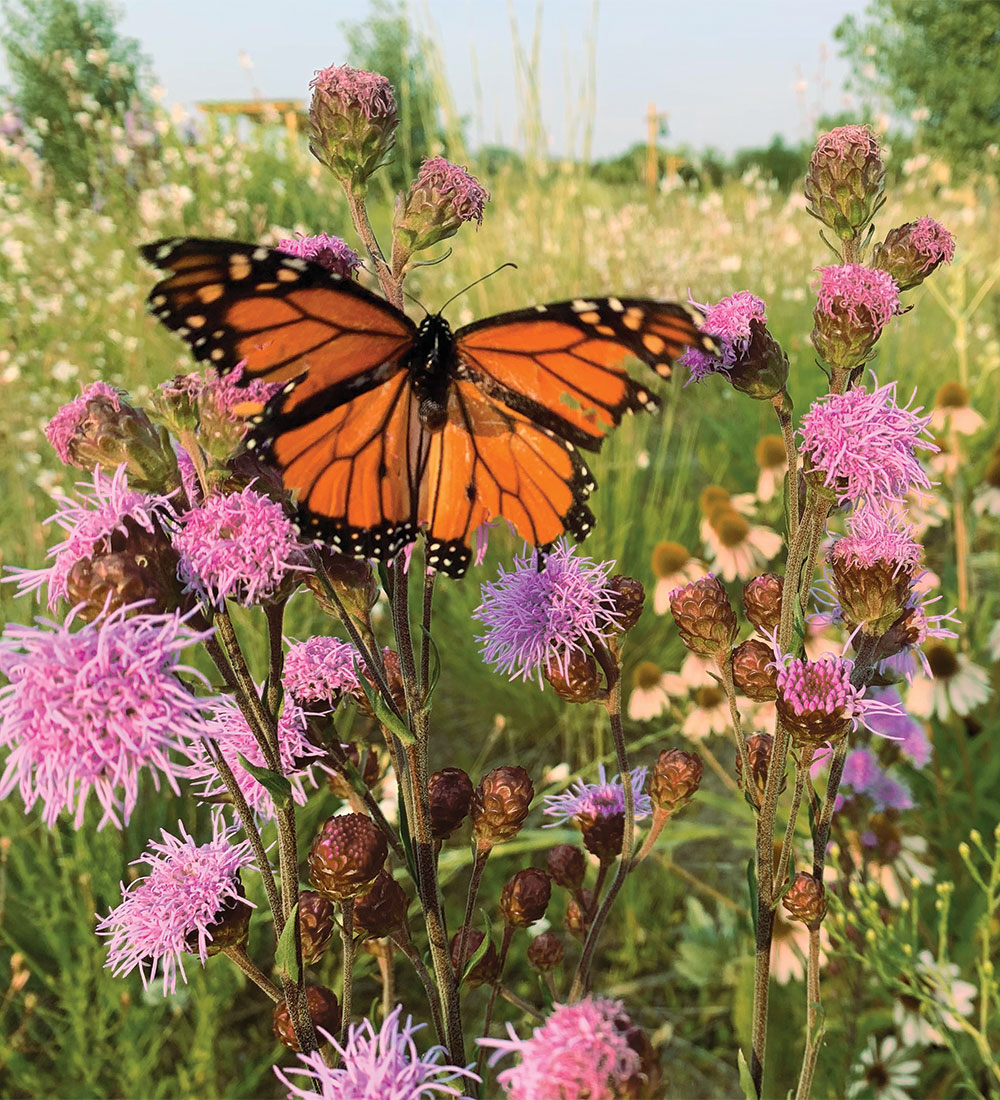 Rocky Mountain liatris