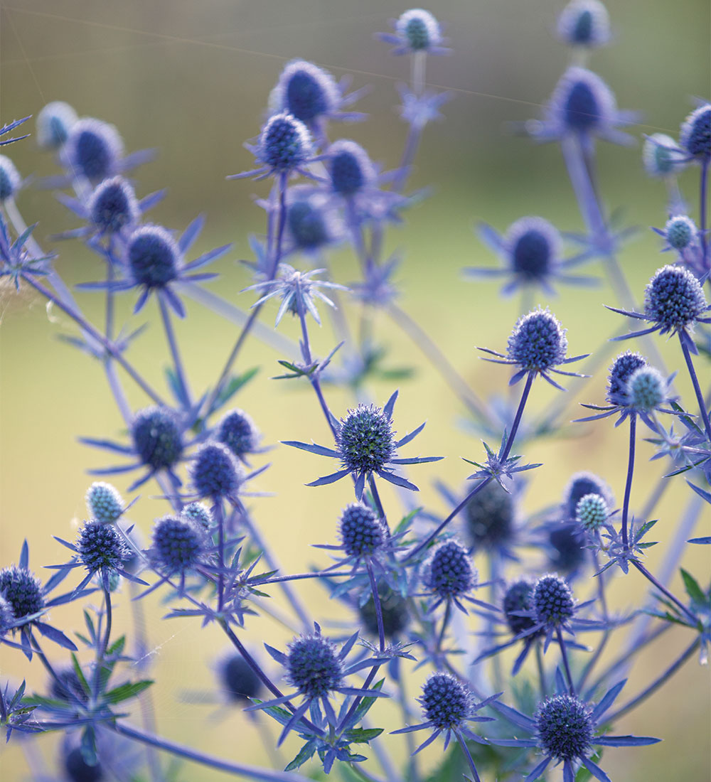 ‘Blue Cap’ sea holly 