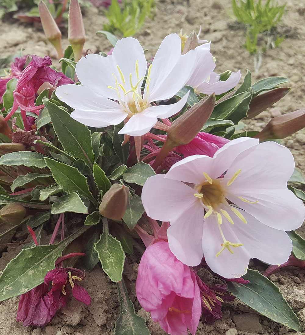 Tufted evening primrose 