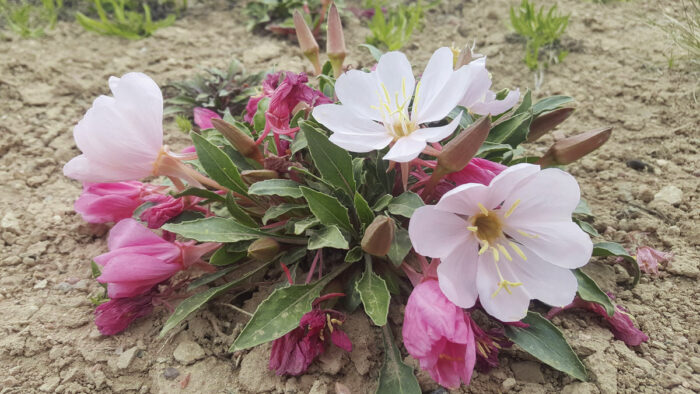 Tufted evening primrose