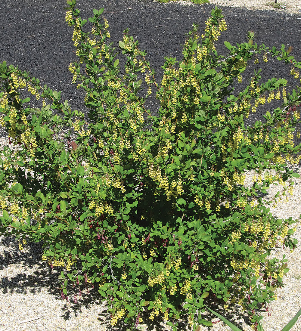 Colorado barberry 