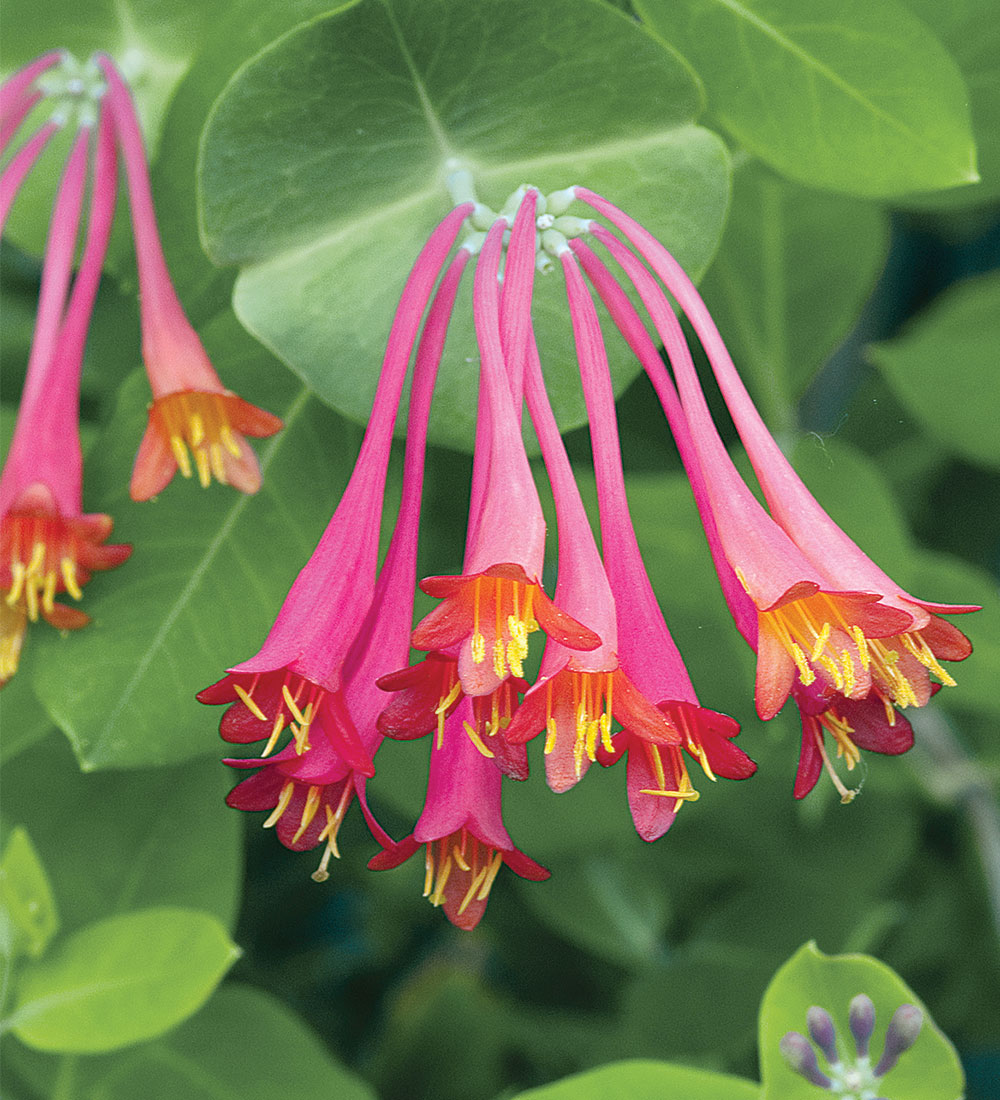 Coral honeysuckle vine