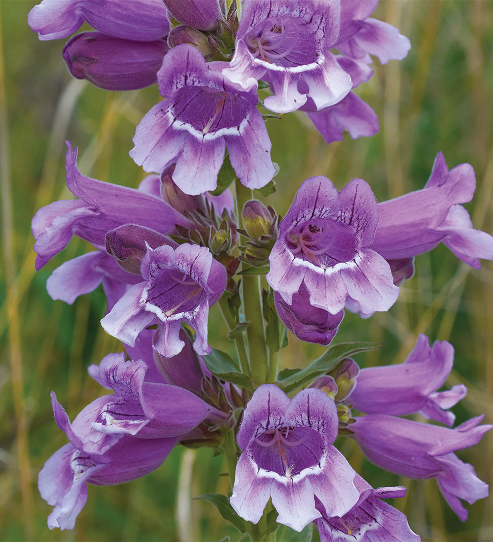 Foxglove penstemon